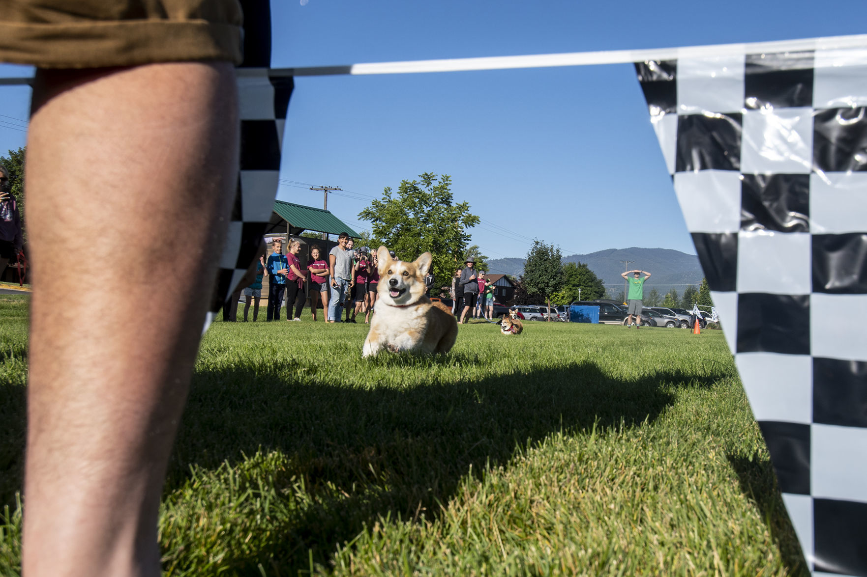 Corgi competitors sprint for the finish